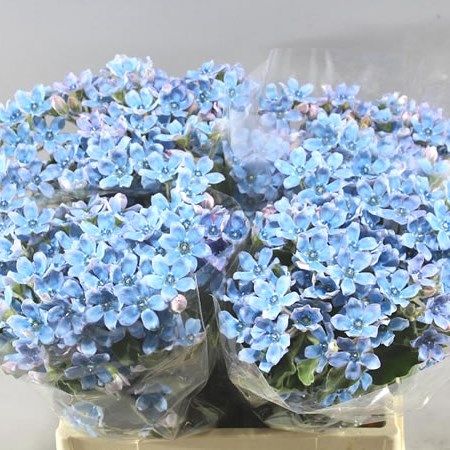 OXYPETALUM BRIDAL VICTORIA 40cm | Wholesale Dutch Flowers &amp; Florist Supplies UK