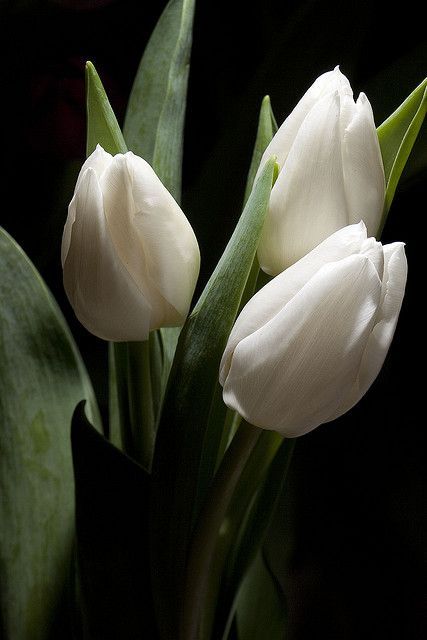 flori sauvage lalea flori de primavara romanesti pentru buchete flori albe flori